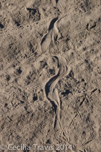 Snake and quail trails in soft sand
