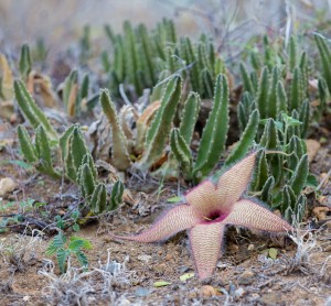 Hairy Starfish Flower, Hawaii © Julia Patriarche