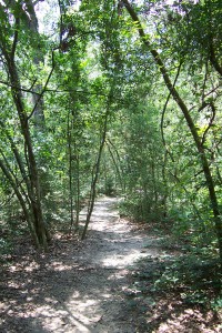 Path at Edith L. Moore Sanctuary 