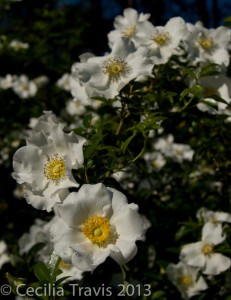 State flower, Cherokee rose