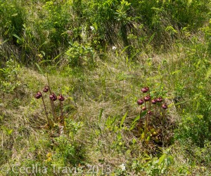 Pitcher plants