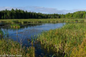 Pond on UNB Woodlot, Fredericton, NB