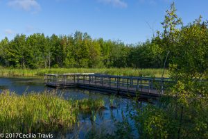 Pond on UNB Woodlot, Fredericton, NB