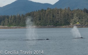 Spouting whales