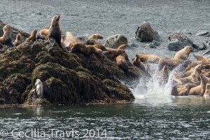 Sea lions