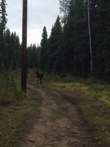 Moose on UAF North Campus trail