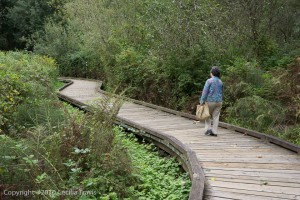 Walker on ADA Wheelchair Accessible Boardwalk, Lake Hills Greenbelt, Bellevue WA