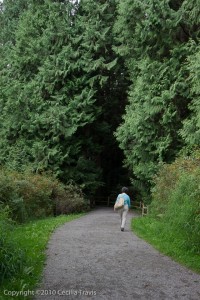 ADA wheelchair accessible path into cedar forest, Lake Hills Greenbelt, Bellevue WA