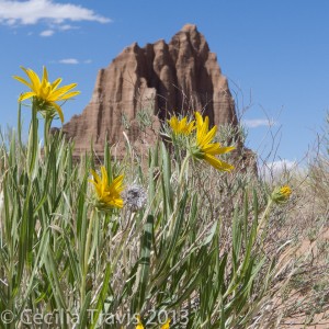 Cathedral Valley, Capitol Reef National Park