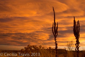 Mullein at sunset, easy trail at South Table Mt., Jefferson Co. Open Space, CO