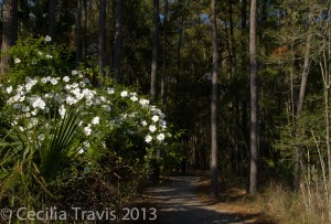 Cherokee rose by trail