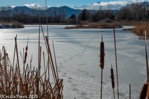 Tracks across ice at Walden Ponds, Boulder Open Space, Colorado