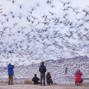 Snow Geese taking flight in front of an accessible vantage point at Bosque Del Apache, NM