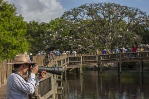 Easy boardwalk at St. Augustine Alligator Farm, FL