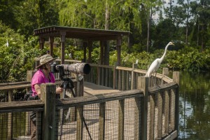 ADA Accessible Boardwalk at Gatorland, Orlando FL