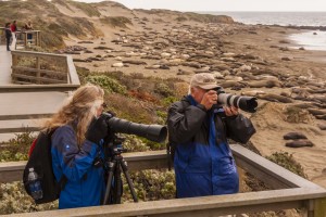 Photographing elephant seals from ADA wheelchair accessible boardwalk at Piedras Blancas Point