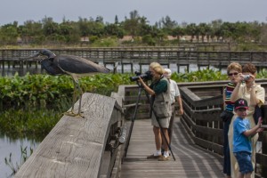 Easy Walking Boardwalk at Wakodahatchee Wetlands, Palm Beach County, FLA