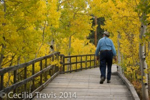 Fall aspen colors along ADA wheelchair accessible boardwalk at Wilderness On Wheels, CO