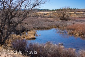 Columbine Open Space wetlands from easy walking South Loop Trail