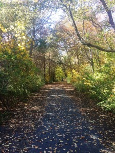 Wheelchair accessible Universal Trail, Norman Bird Sanctuary RI