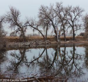 view from easy walking trail around Barr Lake, Barr Lake State Park CO