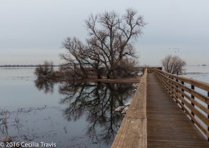 Easy walking boardwalk, Barr Lake State Park