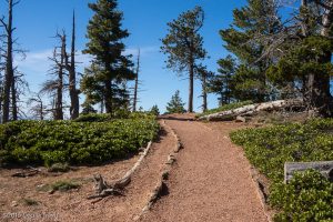 Accessible Bristle Cone Loop Trail, Bryce Canyon National Park