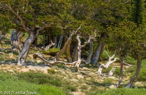 Bristlecone pines from wheelchair accessible parking lot, Mt. Goliath area, Mt. Evans, Colorado