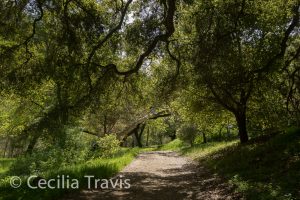 Easy walking hiking trail at Alum Rock Park, San Jose, California