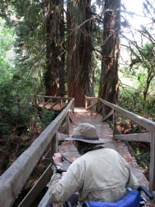 Photography from wheelchair on wheelchair accessible boardwalk trail at Prairie Creek Redwoods State Park, California