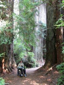 Wheelchair accessible trail through fallen redwoods at Prairie Creek Redwoods State Park, CA