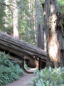 Wheelchair accessible trail through fallen redwoods at Prairie Creek Redwoods State Park, CA