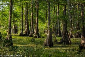 Cypress swamp photographed from the ADA wheelchair accessible boardwalk at Cypress Island Preserve, Louisiana