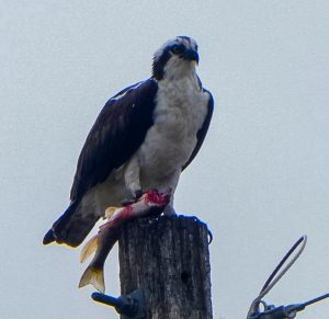 Osprey seen from wheelchair accessible Blue River Trail